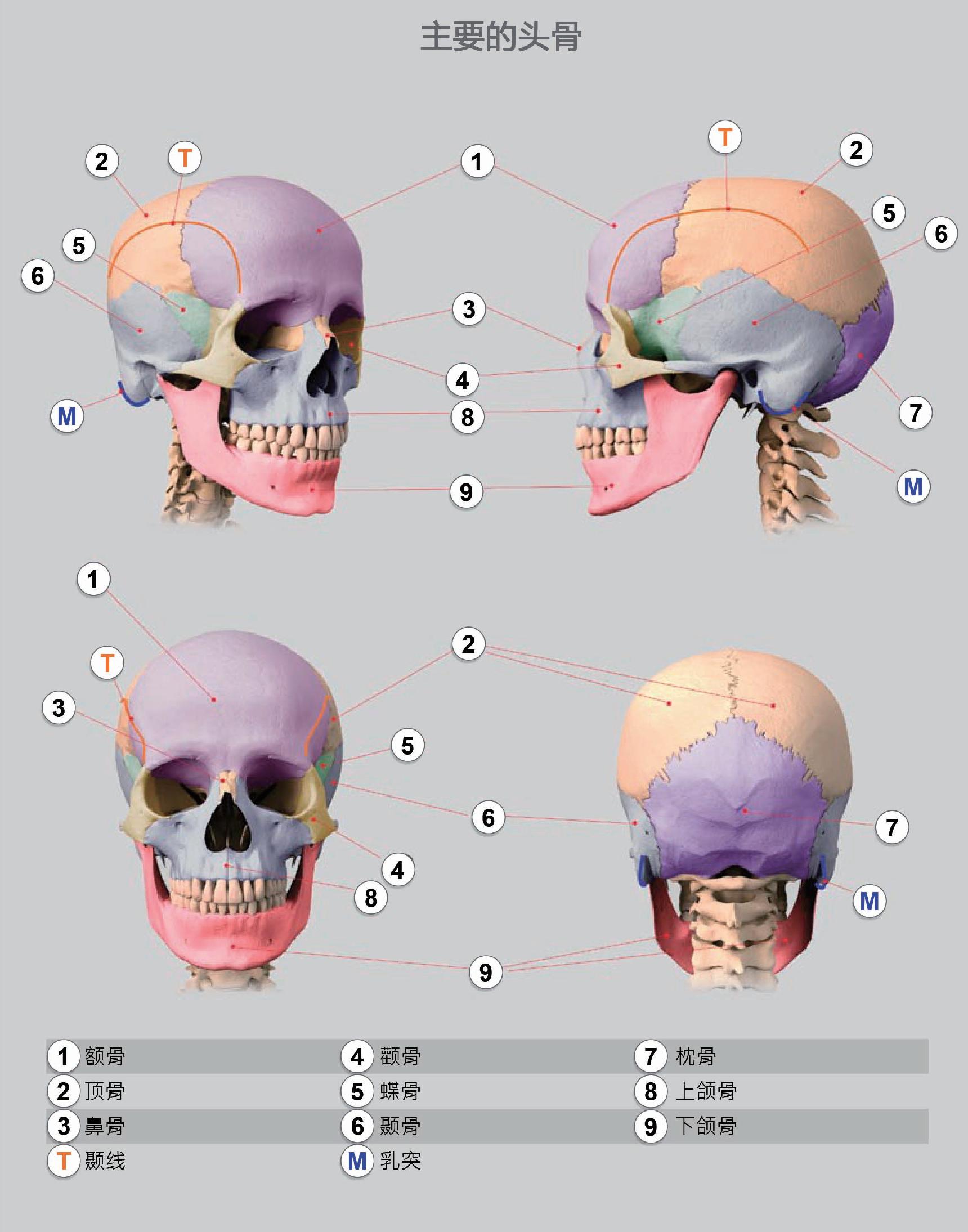 头骨的骨骼与肌肉学习