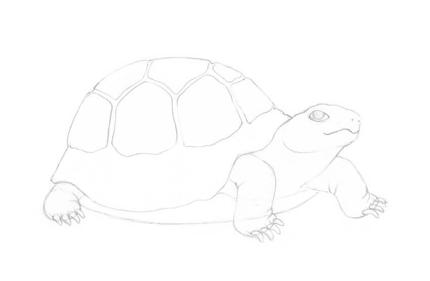 素描动物教程怎么素描画一只陆龟