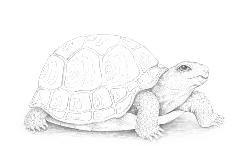 素描动物教程:怎么素描画一只陆龟